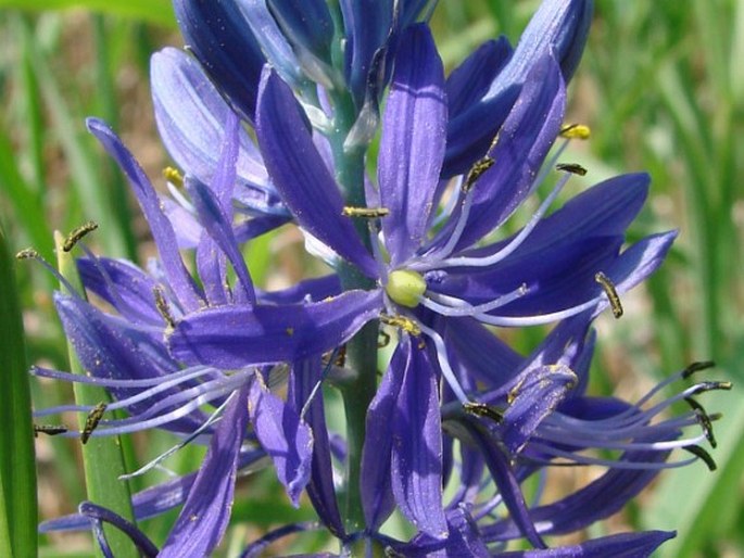 CAMASSIA QUAMASH (Pursh) Greene – ladoník