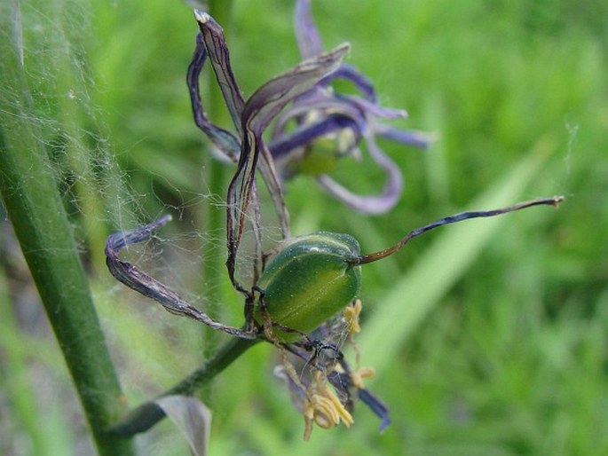 Camassia quamash