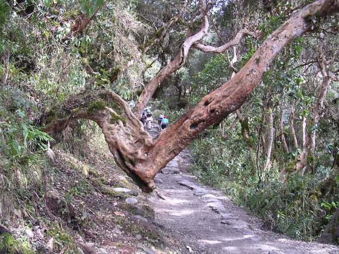 Peru, Camino Inca