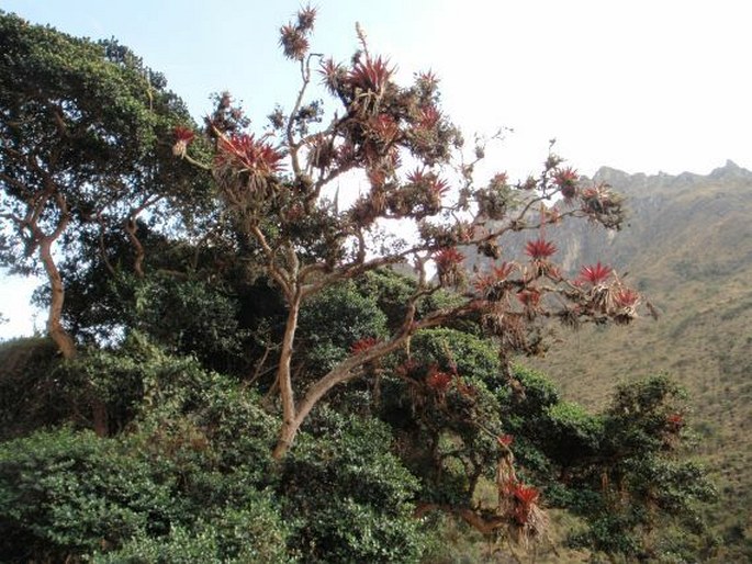 Peru, Camino Inca