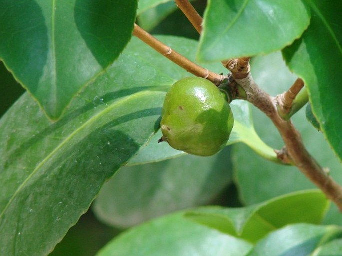 Camellia japonica