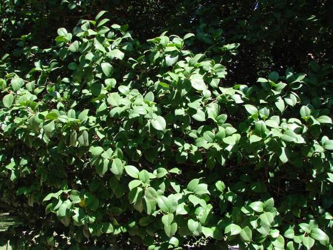 Camellia japonica