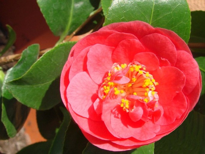 CAMELLIA JAPONICA L. – kamélie japonská