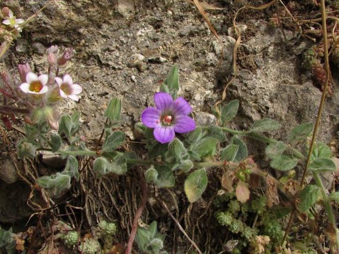 Campanula mollis