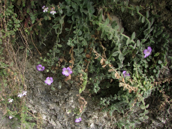 Campanula mollis