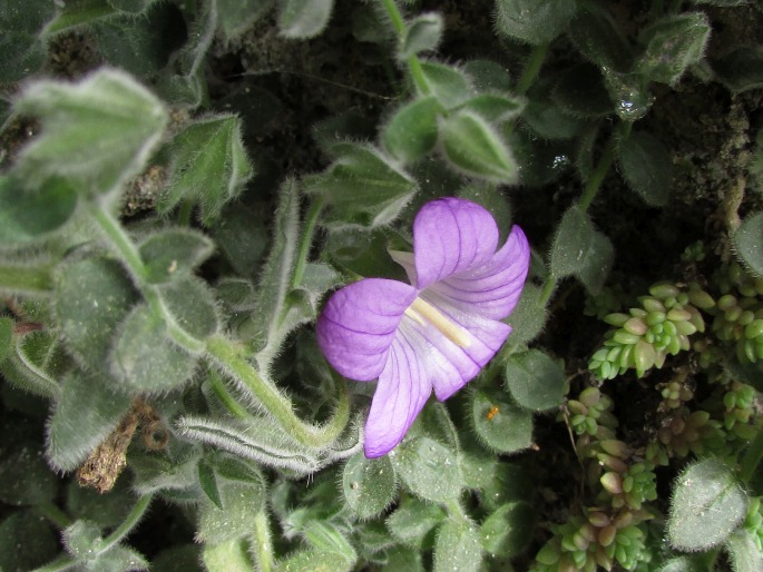 Campanula mollis