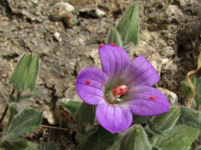 Campanula mollis