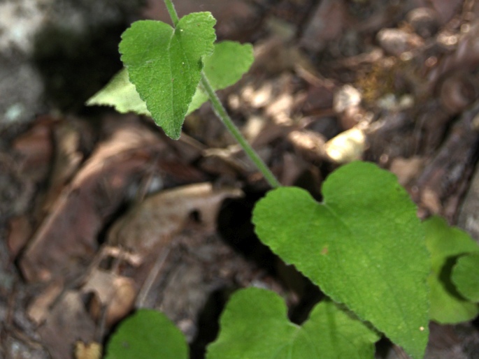 Campanula alliariifolia