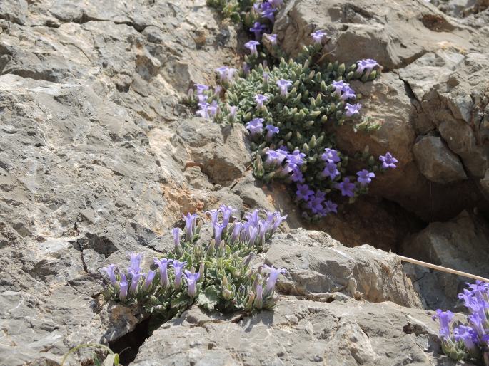 Campanula andrewsii