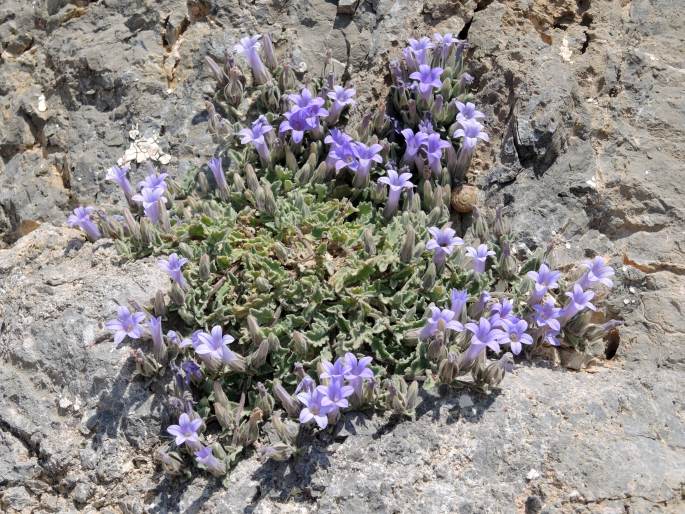 Campanula andrewsii