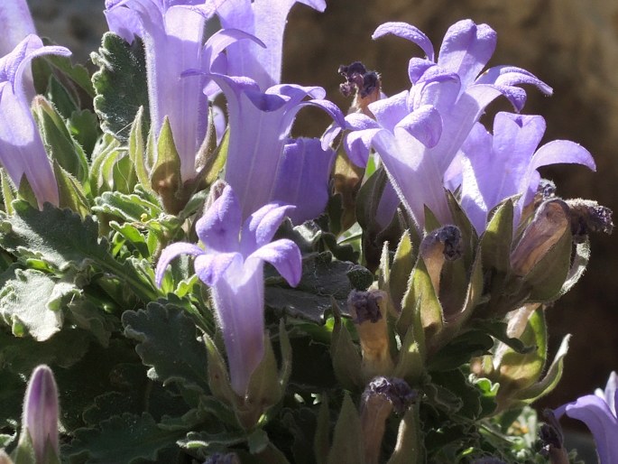 Campanula andrewsii