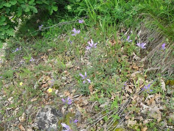 Campanula lingulata