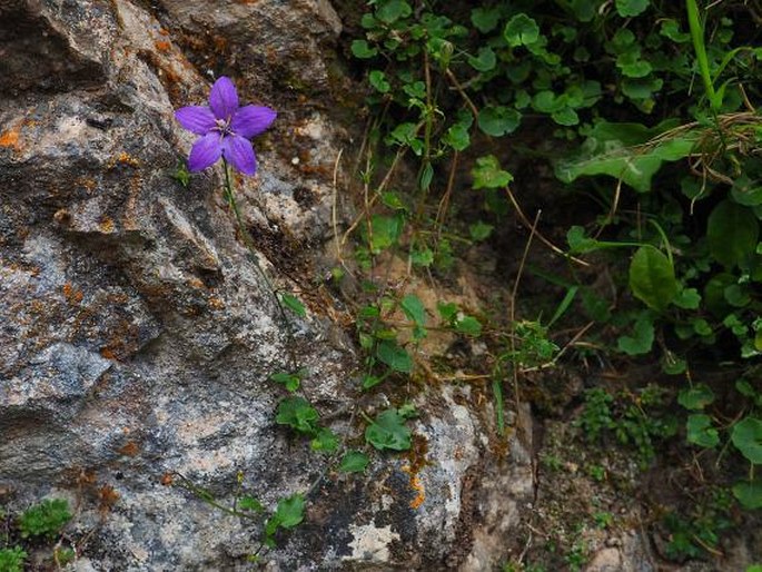 Campanula arvatica