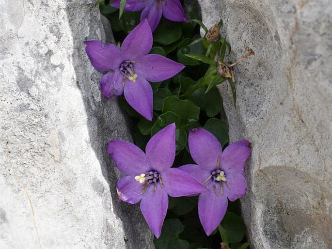 Campanula arvatica