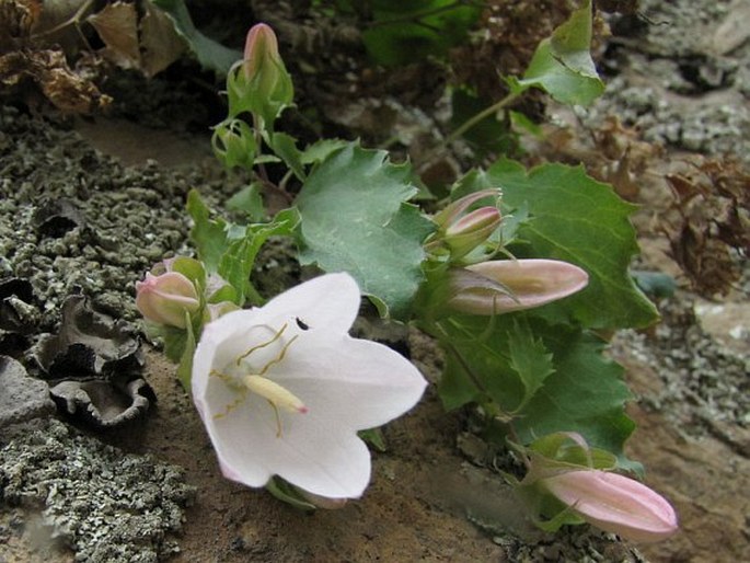 Campanula choruhensis