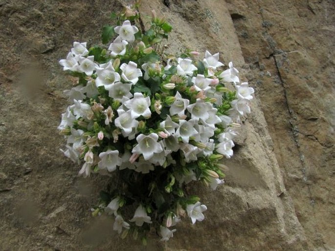 Campanula choruhensis