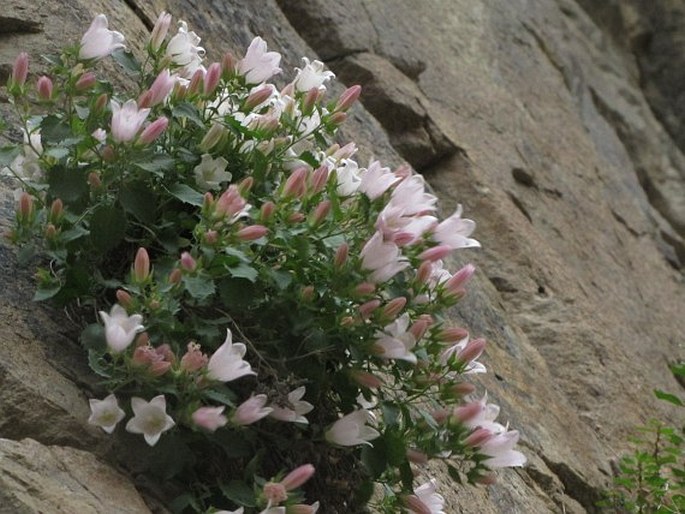 Campanula choruhensis