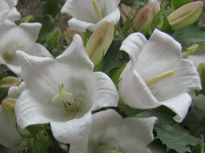 Campanula choruhensis