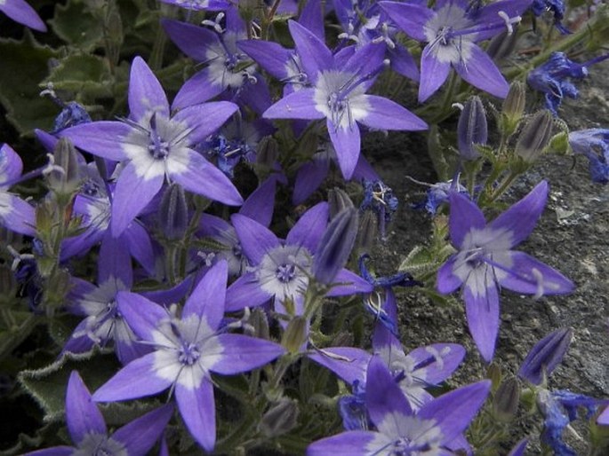 Campanula debarensis