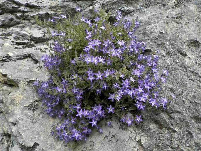 Campanula debarensis