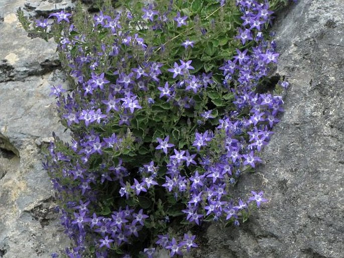 Campanula debarensis