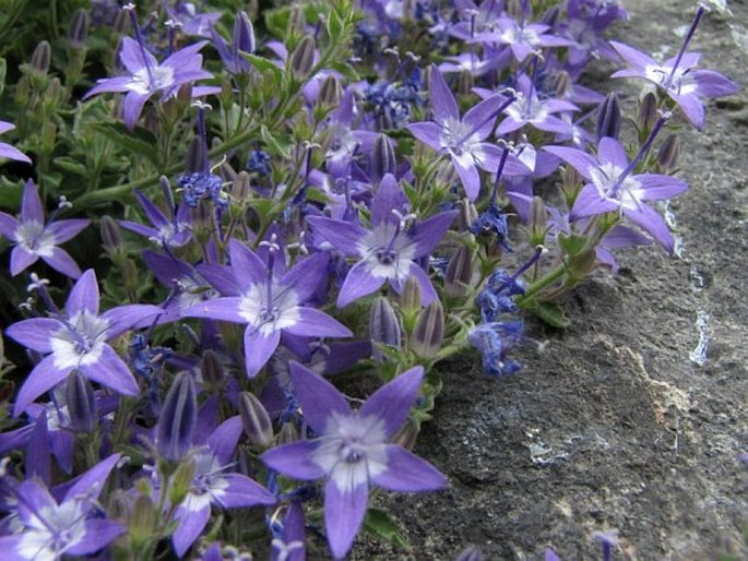 Campanula debarensis Rech. f.