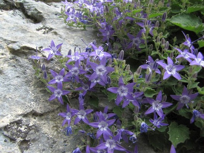 Campanula debarensis