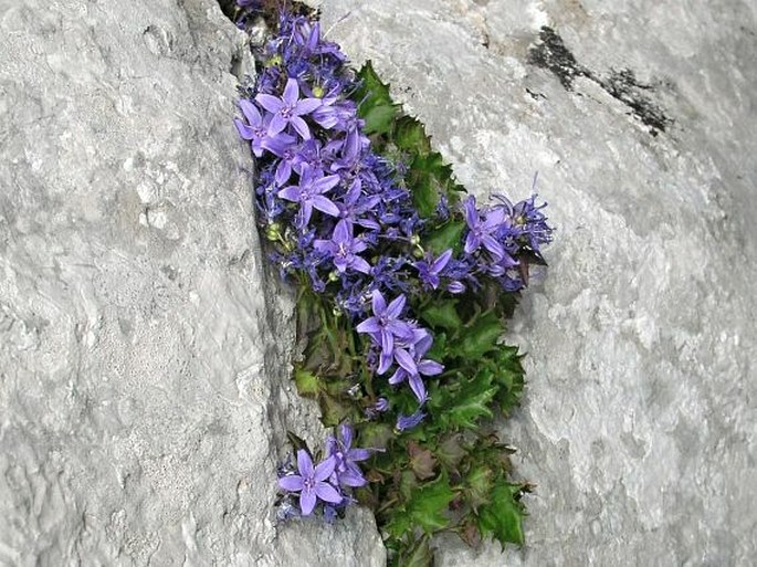 CAMPANULA FENESTRELLATA Feer – zvonek / zvonček