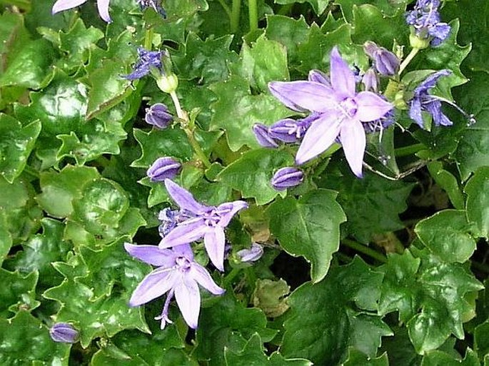 Campanula fenestrellata