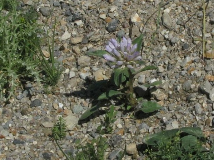 Campanula macrochlamys