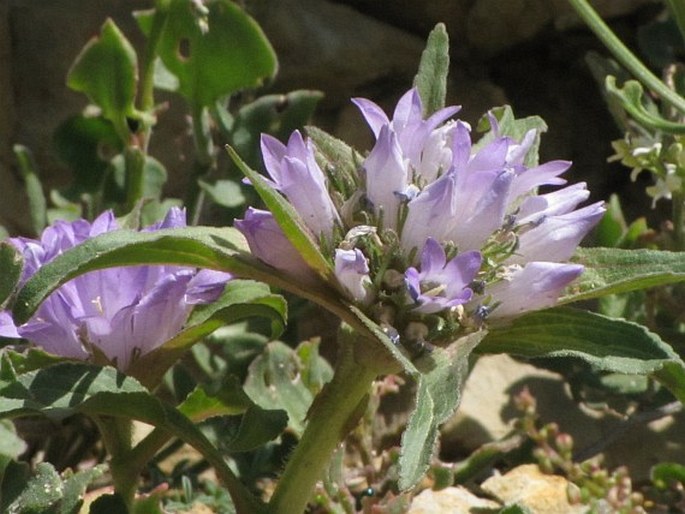 Campanula macrochlamys