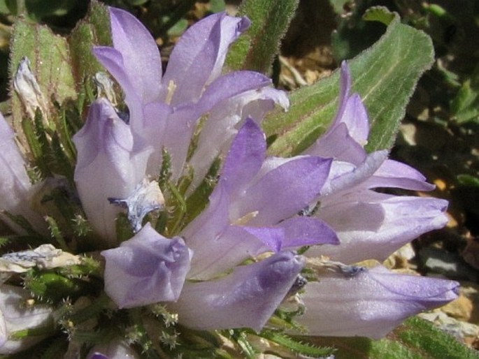 Campanula macrochlamys