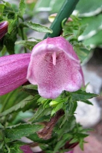 Campanula punctata