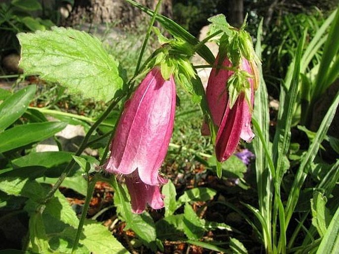 Campanula punctata