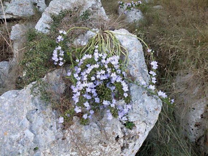 Campanula versicolor