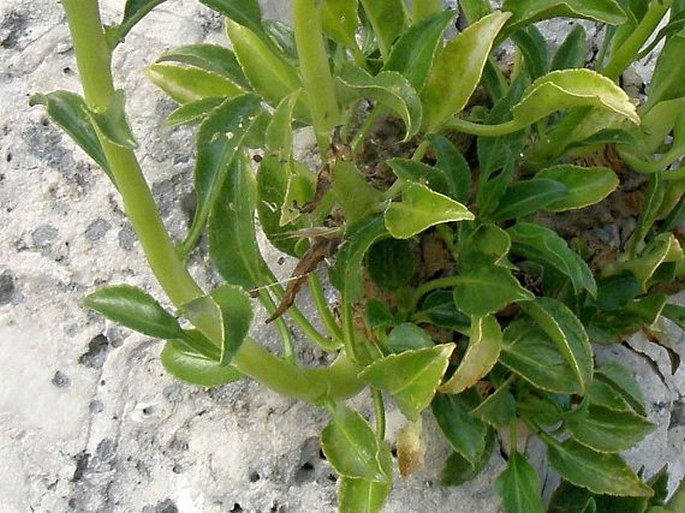 Campanula versicolor