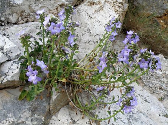 Campanula versicolor