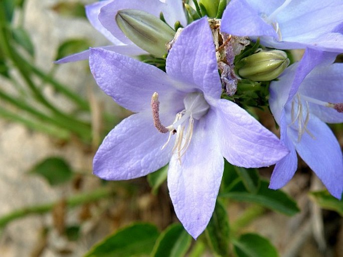 Campanula versicolor