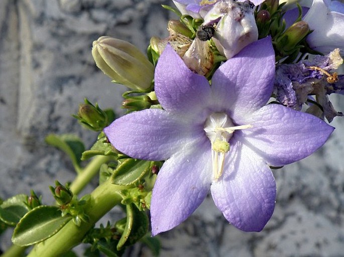 Campanula versicolor