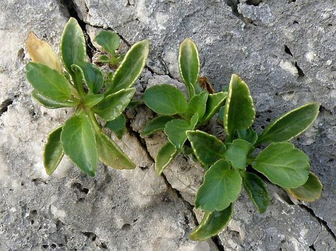 Campanula versicolor