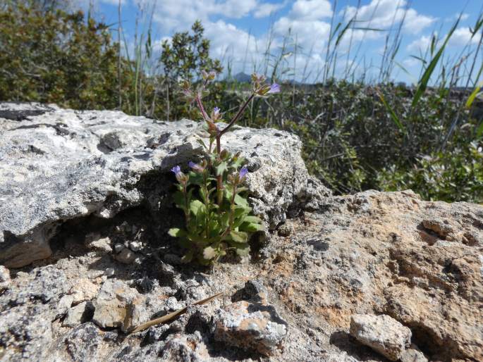 Campanula erinus