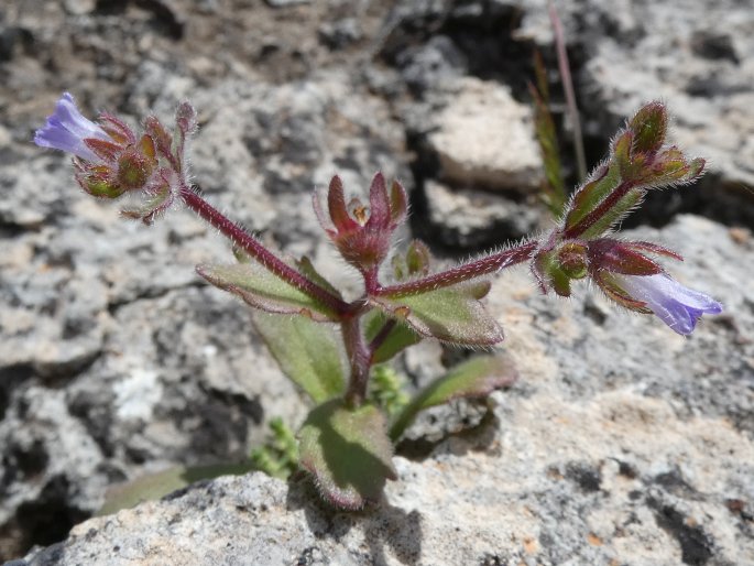 Campanula erinus