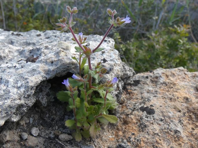 Campanula erinus