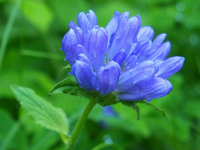 CAMPANULA FOLIOSA Ten. - zvonek / zvonček