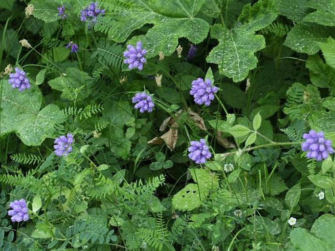 Campanula foliosa