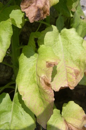 Campanula kapelae