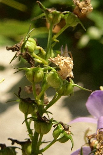 Campanula kapelae