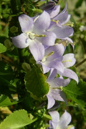 Campanula kapelae