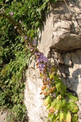 Campanula kapelae