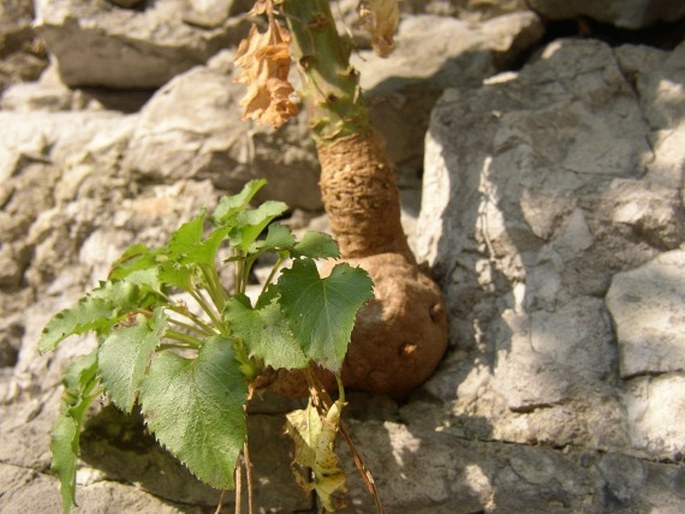 Campanula kapelae